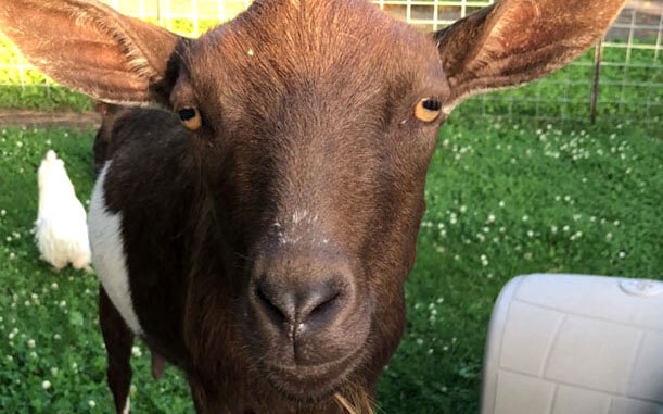 'Happy' the goat is a birthday wish fulfilled
